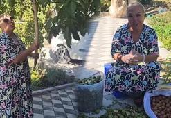 Safiye Soyman köyüne gitti: Ceviz hasadına başladı