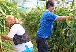 Antalya'da öğretmen çift emekli olduktan sonra ejder meyvesi üretmeye başladılar