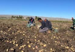 Arpaçay'da hasat zamanı! Bu sene mahsul bol, fiyatlara yansıyacak