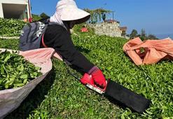 Rize'de çayda 4. sürgün geldi, üreticinin yüzü güldü