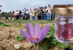 Karabük'te mucize bitki çiçek açmaya başladı! Kilogram fiyatı 320 bin TL'den satılıyor