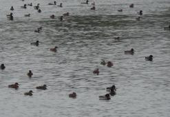 Yeşilbaş yaban ördeği Kars Çayı'na akın etti!