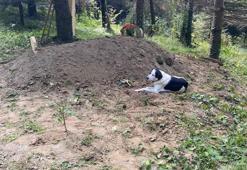 Sahibi ölen köpek mezarının başından ayrılmadı!