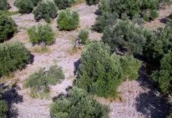 Ege Bölgesi'nde hasat başladı! Zeytin dünyanın dört bir yanına ihraç ediliyor