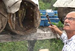 Rize'de karakovan balının hasadı tamamlandı, fiyatı belirlendi! Şifa kaynağı