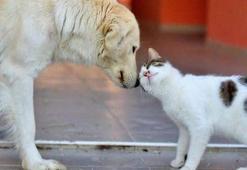 İstanbul'da ve terinerler sokak hayvanları için tek ağız oldu