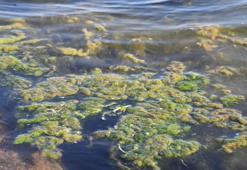 İzmir Körfezi kıyısı yosunlarla kaplandı