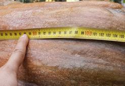 Karabük'te görenleri şaşırtan olay! 40 kilogramlık 110 santimetrelik dev ilgi odağı oldu