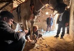 Atlar diyarı Şanlıurfa'da nalbantlık son demlerini yaşıyor