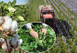 İklim krizine çözüm arayışı! Pamuğun ana vatanında harekete geçildi: Onarıcı tarım uygulamalarıyla verimlilik artacak