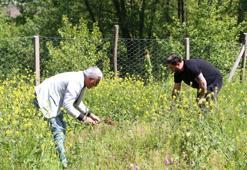 Topraktaki altın, üreten zengin oluyor! Trabzon'da bölgenin yeni geçim kaynağı oldu