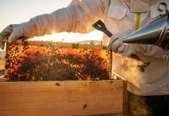 TİGEM 800 arı kovanı alımı yapacak