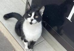 Adana'da kedi otobüs durağına sığındı, yolcuların maskotu oldu