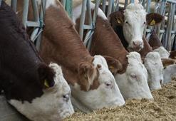 Avrupa'da hayvancılık sektörü alarmda: Mavi dil hastalığı vakası arttı, Türkiye ithalatı durdurdu