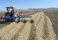 Gaziantep'te yer fıstığı hasadı: 15 bin dekar alanda rekolte beklentisi yüksek
