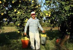 Dünyada rakibi yok: Sakarya'da dalların altın sarısında hasat zamanı