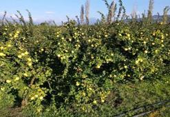 Dünyada rakibi yok: Dalların altın sarısı tarlada 25, markette 90 lira