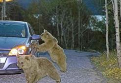 Sürü halinde dolaşan ayılar yiyecek için araçlara saldırdı