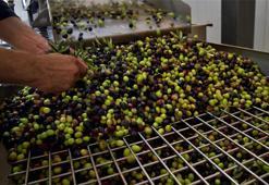 Osmaniye'deki köyünü üretim üssü yaptı! Devlet desteğiyle baladı, şimdi ihracat yapıyor