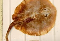 İnsan etkisiyle yok olan ilk deniz balığı: Java vatozu