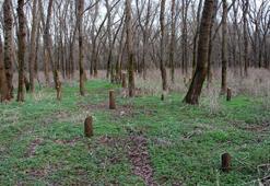 Dünyadaki ağaçların üçte biri yok olabilir