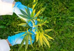 Resmi Gazete'de yayınlandı: Kenevir üretiminde sınırlı kota belli oldu