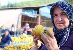 Üretim devlet desteği ile başladı! Adana'da da hasat zamanı geldi, kilosu 200 TL'den satışta