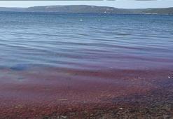 Çanakkale'de tedirgin eden görüntü! Uzman isim nedenini açıkladı