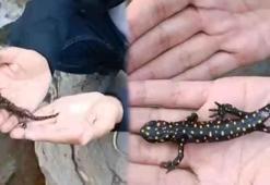 Muş'ta Anadolu benekli semenderi görüntülendi