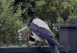 Sigara tiryakisi karga izleyenleri gülümsetti!