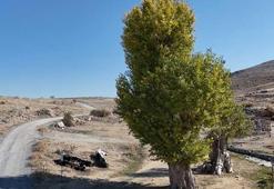 Kayseri'de asırlık Andon Kavakları yıllara meydan okuyor