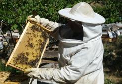 Bayburt'ta arıların kış uykusu zamanı geldi