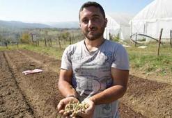 Doğada toplanması yasak: Kastamonu'da yetiştirdiği saleplerle paraya para demiyor