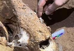 Çin’de 100 bin yıllık panda fosilleri bulundu