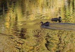 Porsuk Çayı'nda ördek şov! Sonbaharın tadını çıkarıyorlar