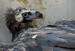 Strese giren akbaba insan sesinden uzak rehabilite edildi