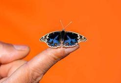 Diyarbakır, sonbahar'da Dicle Güzeli' kelebeğini çekmek isteyene fotoğrafçıları ağırlıyor