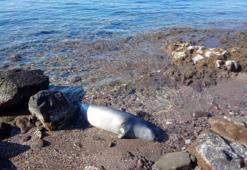 Muğla'da kuyruğundan yaralanmış fok ölü halde kıyıya vurdu