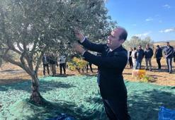 Tekirdağ'da zeytin hasadı başladı!