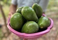 Hatay'da bereketli avokado hasadı başladı