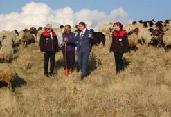Van'ın küçükbaş hayvancılığına rekor destek