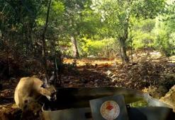 Yabani kedi karakulak su içerken fotokapana takıldı