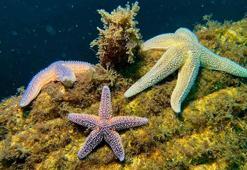 Yapay Resifler bir yılda 33 farklı deniz canlısına yuva oldu