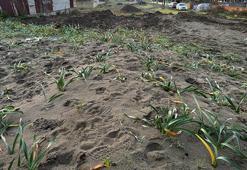 Sadece 1 tanesini koparmanın cezası 387 bin TL! Samsun'da yüzlercesine zarar verdiler