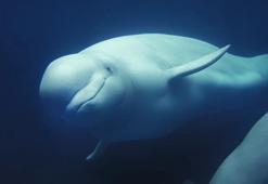 Norveç'te ortaya çıkan balina Hvaldimir Rus casusu muydu?