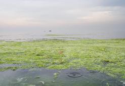 İzmir Körfezi'nde balık ölümleri sonrası alarm: Çevre felaketine neden olabilir