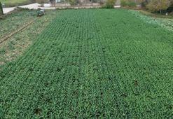 Samsun Bafra Ovası'nda brokoli hasadı mesaisi: 13 bin ton rekolte beklentisi