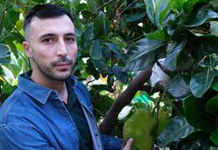 5 yıl önce Vietnam'dan getirdi şimdi taleplere yetişemiyor: Tarıma yeni bir bakış açısı kazandıracak