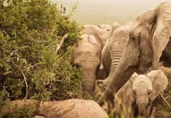 Cesedin başında nöbet tutmaktan yamyamlığa:  Hayvanlar ölüme nasıl tepki veriyor?