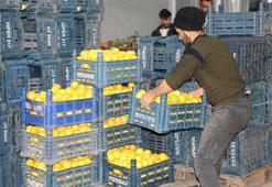 Limonda hal ve market fiyatında makas 10 kat açıldı
